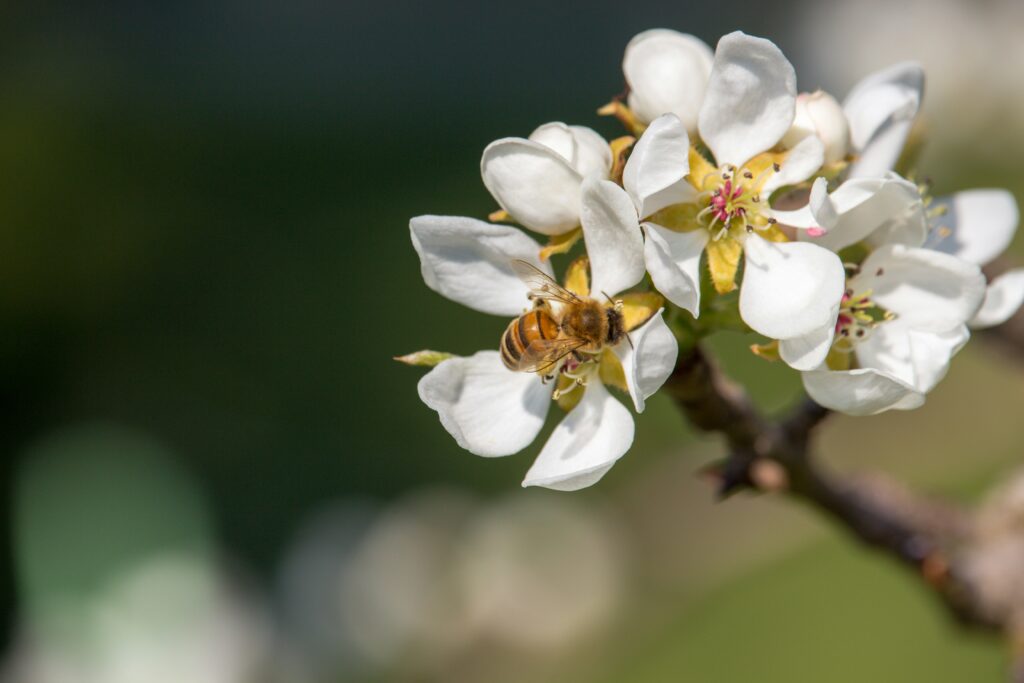 Bee on Manuka Flower